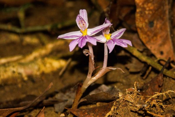 An orchid in the Gola Rainforest project.