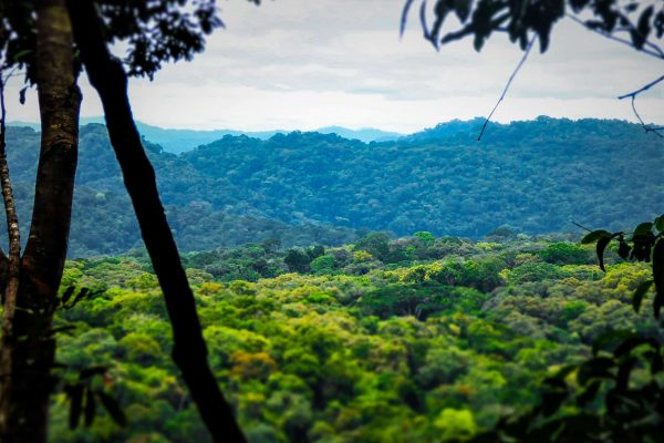 Rainforest landscape in the Gola Rainforest project.