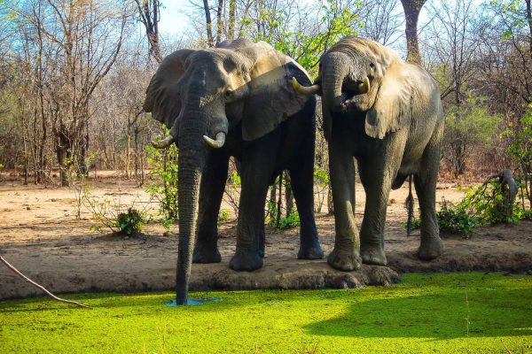 Elephants in dryland forest in the Kariba Wildlife Corridor.