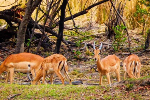 Thompson's gazelles in the Kariba Wildlife Corridor, Zimbabwe.