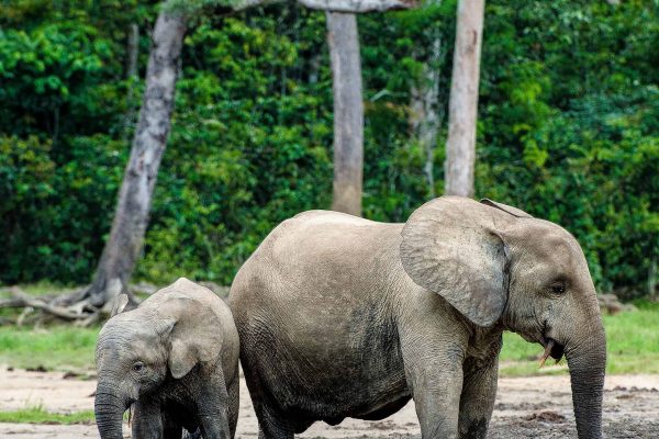 Mai Ndombe, in the Congo Basin Rainforest, protects species like these critically endangered forest elephants.