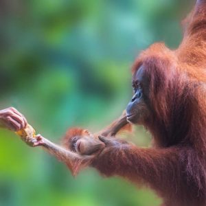 A mother and baby orangutan in the Rimba Raya project.