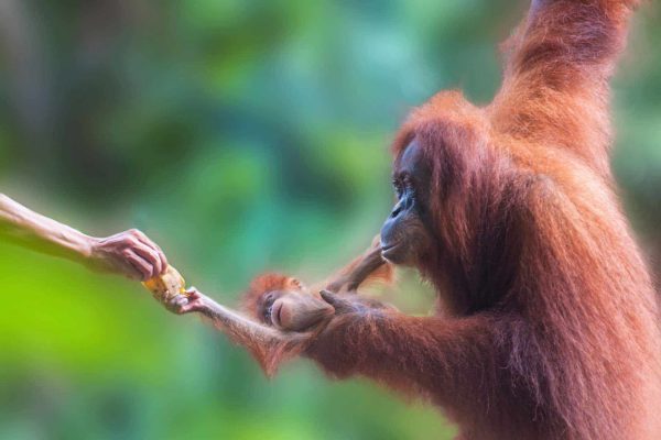 A mother and baby orangutan in the Rimba Raya project.