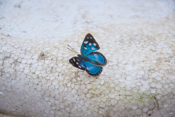 A blue butterfly in the Amazon Valparaiso project, Brazil.