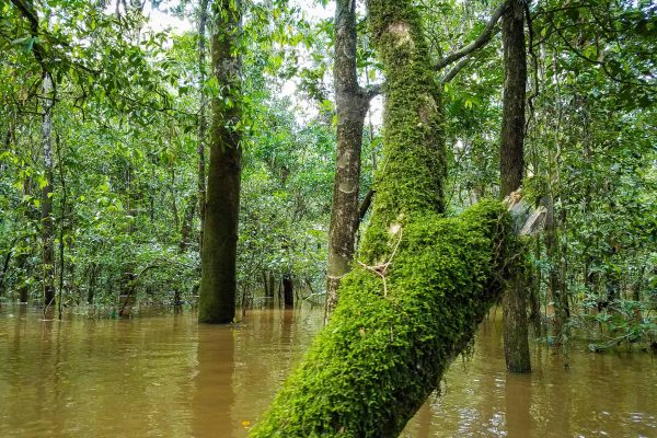 A mangrove forest in the Amazon Valparaiso project, Para, Brazil.