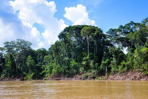 Rainforest at the bank of the Valparaiso River, Amazon Valparaiso project, Para, Brazil.