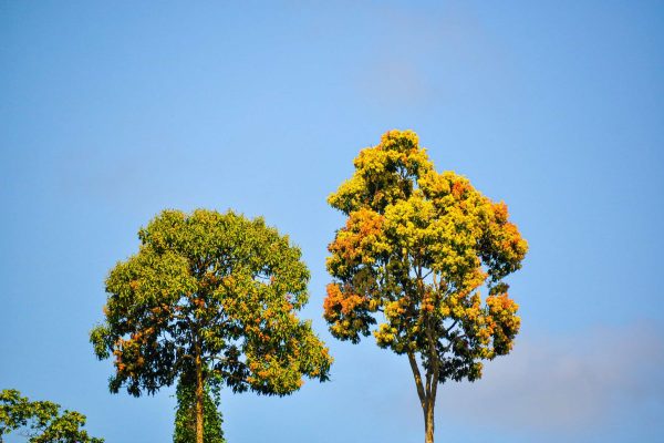 Rainforest trees in the Valparaiso project, Brazil.