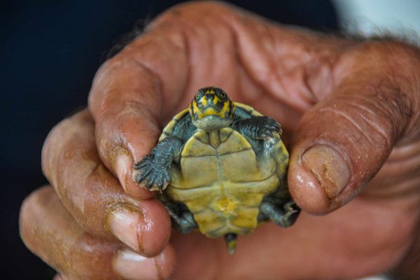 A baby turtle from the Valparaiso project, Brazil.