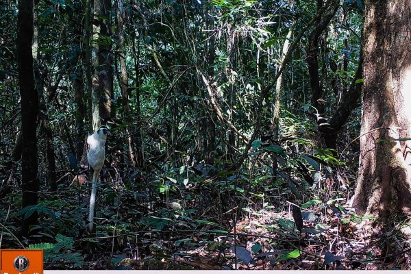 A white saddleback tamarin climbing a tree in the Amazon Valparaiso project, caught on wildlife camera.