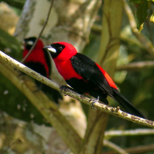 A masked crimson tanager in the Envira project.