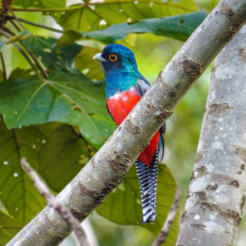 A blue-crowned trogon in the Envira Amazonia project.