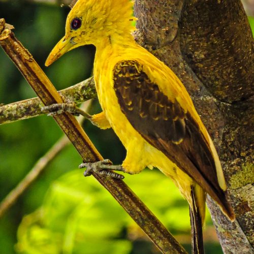 A cream-colored woodpecker in the Envira Amazonia project, Brazil.