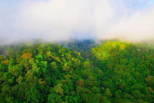 Fog and forest in the Guatemala Conservation Coast project.