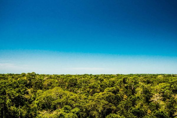 A panorama of the landscape at the Tambopata project, Peru.