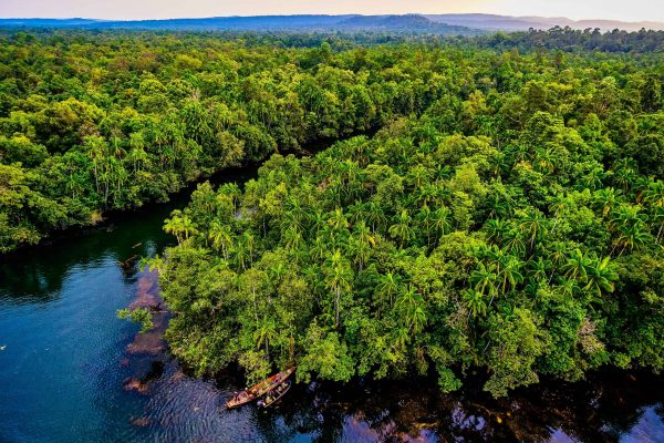 Tropical trees near Chipat Village on the Preak Piphot River, Southern Cardamom project, Cambodia.