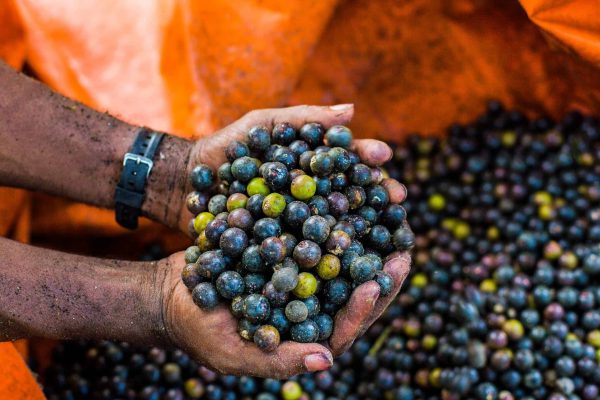 A farmer holding acai berries in one of the Pacific Forest Communities projects along the Colombian Pacific coast.