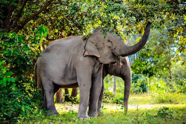 Endangered forest elephants munching on leaves in the Southern Cardamom project, Cambodia.