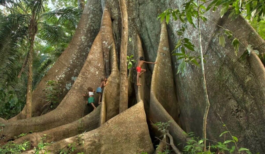 Local children climbing on kapok tree.