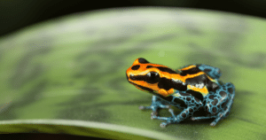 Poison dart frog sitting on leaf 