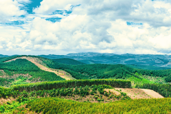 bukaleba-planting-area