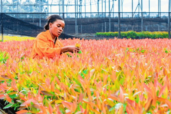 woman-working-in-tree-nursery