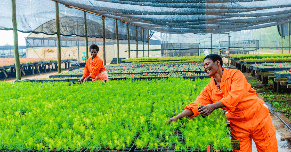 New Project: Planting Trees in Uganda’s Bukaleba Forest