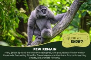 A gibbon sitting on a tree branch looking out in forest.