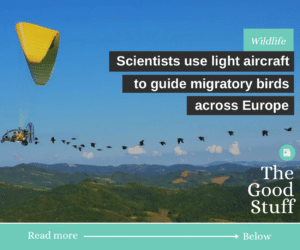 scientists use light aircraft to guide migratory birds across europe