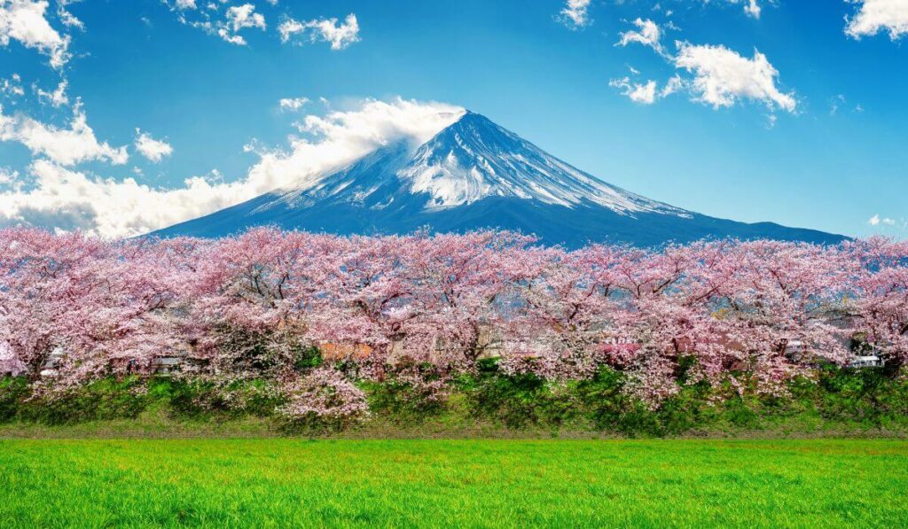 Cherry blossom trees in Japan are a row of beautiful trees.