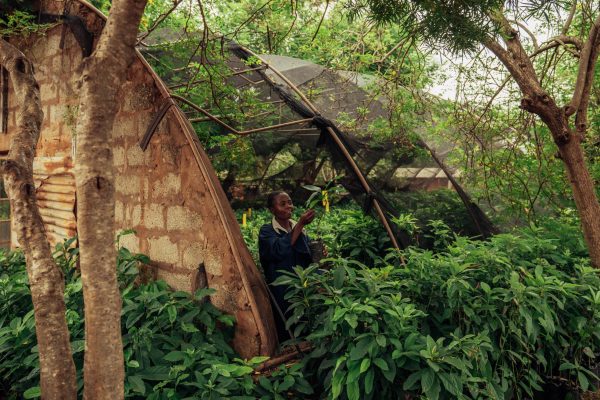 Greenhouse care in the Kasigau project, Kenya. Photo credit: Filip C. Agoo for Wildlife Works Carbon.