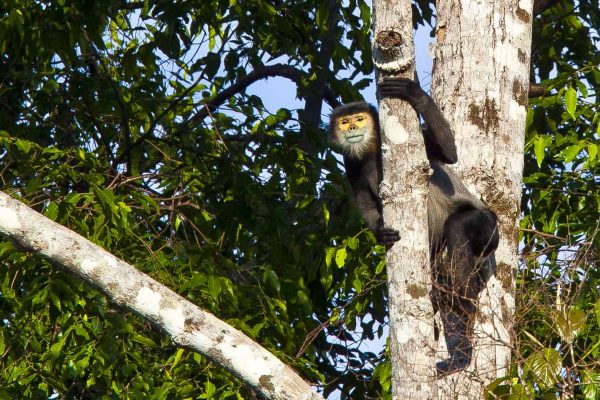 An endangered macaque rescued by staff in the Keo Seima Wildlife Sanctuary, Cambodia.