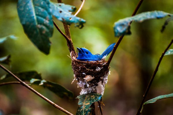 A baby black-naped monarch bird in a nest in the Keo Seima Wildlife Sanctuary project, Cambodia.