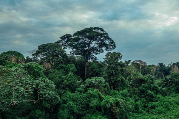 Rainforest jungle in the Mai Ndombe project, DRC. Photo credit: Filip C. Agoo for Wildlife Works Carbon.