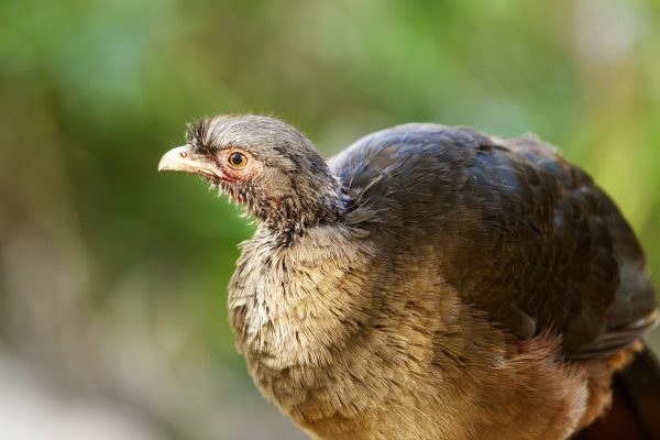 Tinamou tropical bird in the Amazon forest.