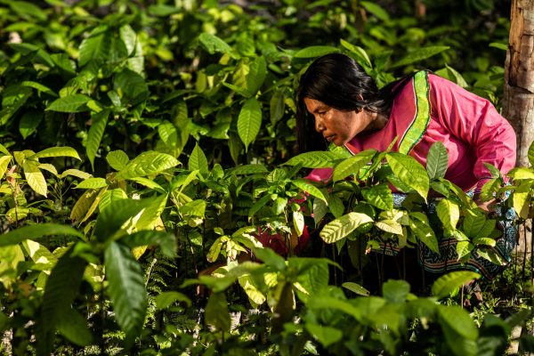 Woman farmer tending crops in the Nii Kaniti project, Peru