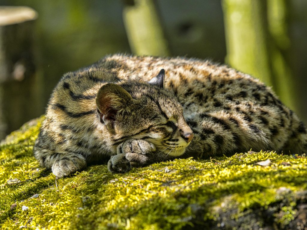 The Pacific Forest Communities project protects endangered species like the oncilla cat.