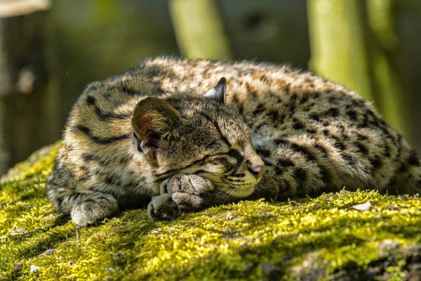 The Pacific Forest Communities project protects endangered species like the oncilla cat.