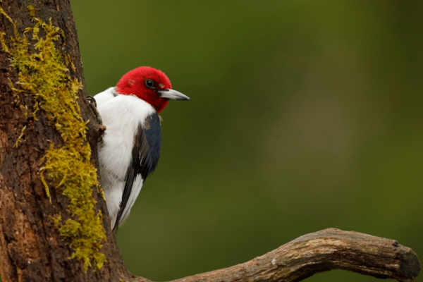 Red-headed woodpecker perched on a branch