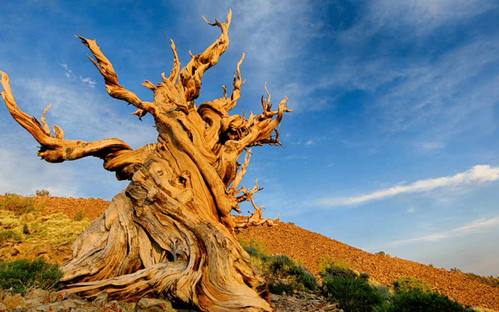 "Methuselah," a bristlecone pine in California long considered to be the world's oldest tree. Image Credit: Yen Chao, Flickr