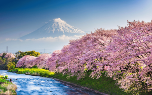 cherrly blossom trees in Japan