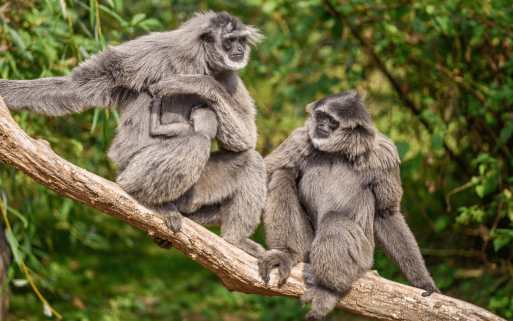 A gibbon family sitting on a tree branch with the baby hugging its mother.