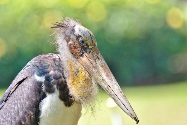 Big bird from the Rimba Raya project.