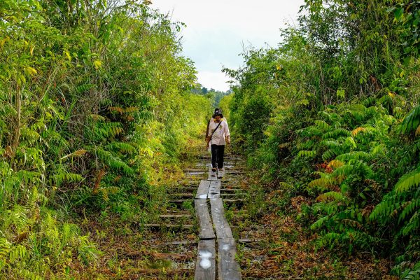 Walking down a path in the Rimba Raya project.