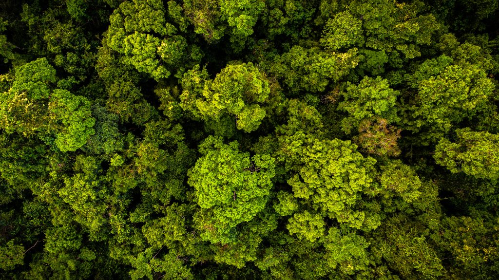 Rainforest canopy in the Southern Cardamom project, Cambodia.