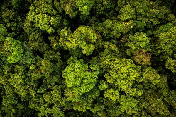 Rainforest canopy in the Southern Cardamom project, Cambodia.