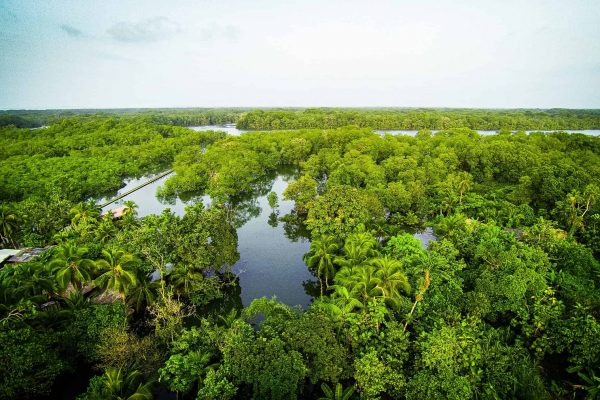 Wetlands in one of the Pacific Forest Communities projects, Colombia.