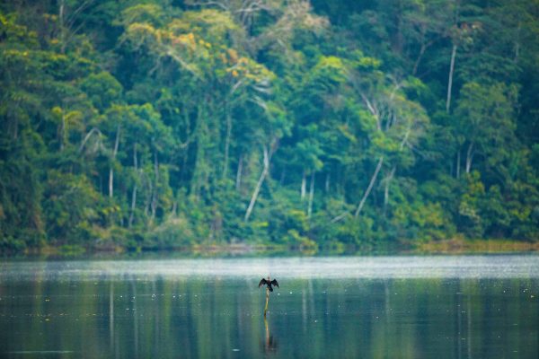 A cormorant takes flight in the Tambopata project, Peru.